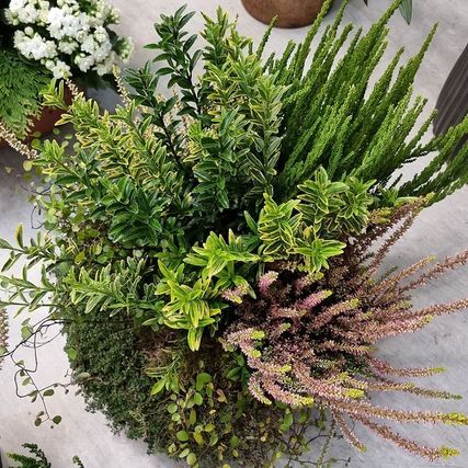 Div lyng og planter
