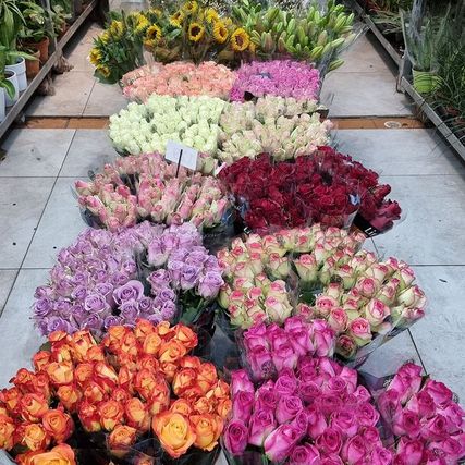 Roser i forskjellige farger