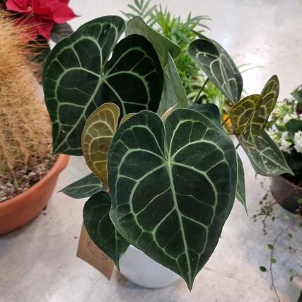 Grønn plante med store blad